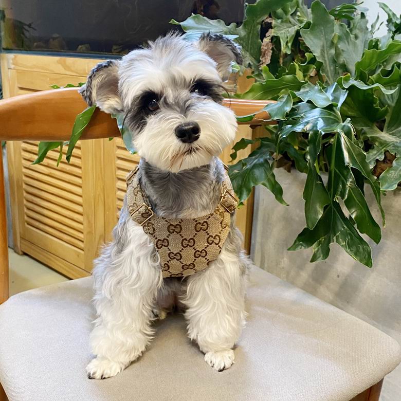 Gucci Suspender S-XXL   (7)